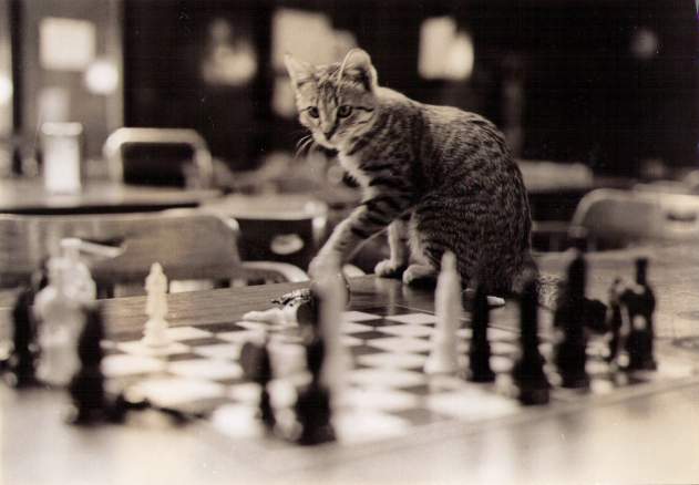 Cat playing chess