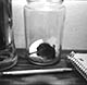 captive mouse
