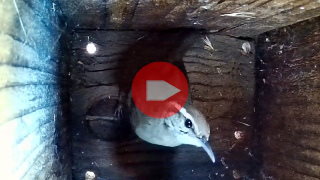 video: bewick's
        wren first visit