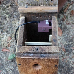 bird box camera
