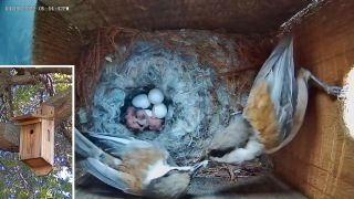 Chestnut-backed chickadees in nesting box