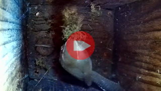 video: lichens for nest