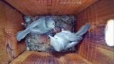 Oak titmouse in nesting box