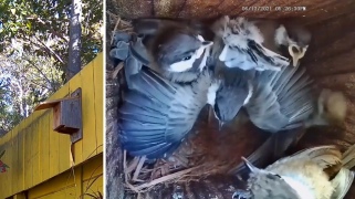 video: eggs to fledglings