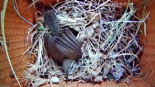 Bewick's wren in nesting box