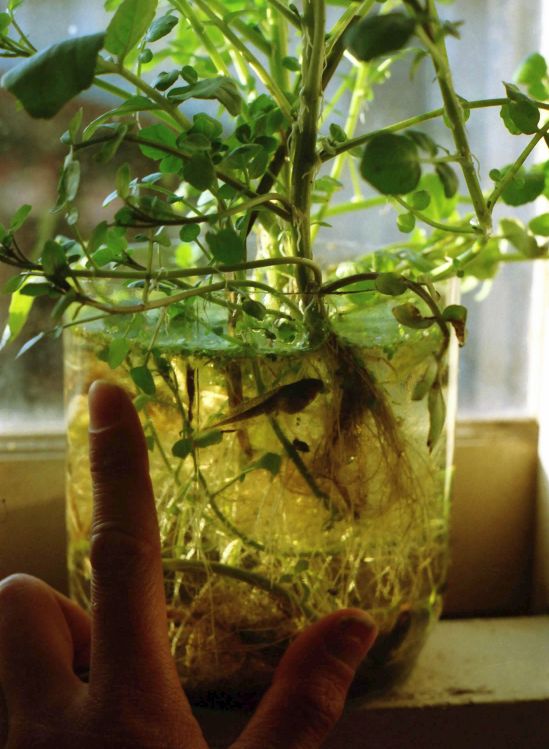 pet tadpole in large jar 1980s